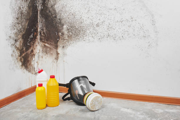 Best Mold Damage Repair  in Mcconnell Af, KS