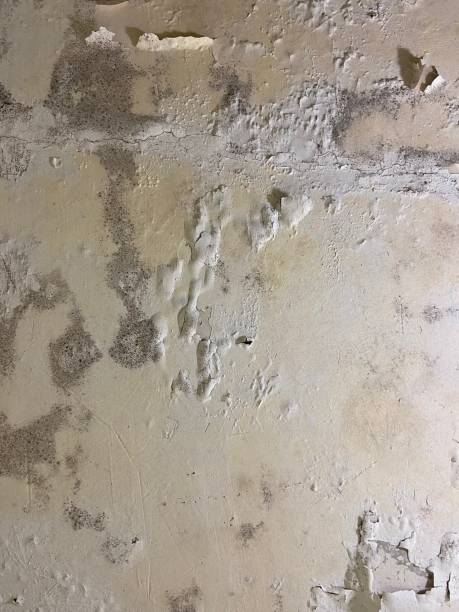 Best Mold Removal and Inspection  in Mcconnell Af, KS